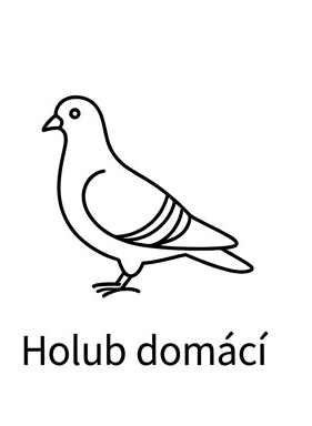 Holub domácí
