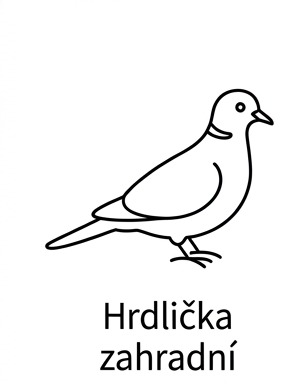 Hrdlička zahradní