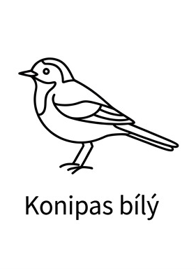 Konipas bílý