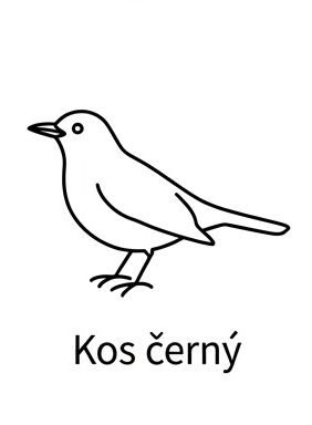 Kos černý