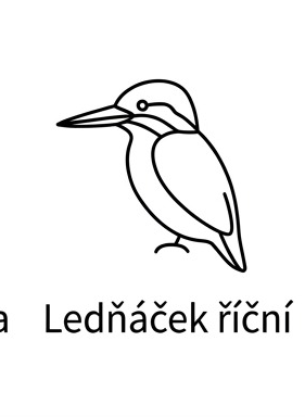 Ledňáček říční