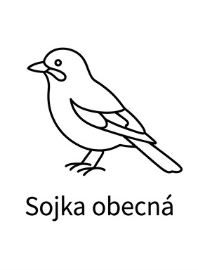 Sojka obecná