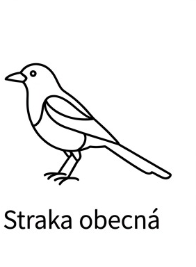 Straka obecná