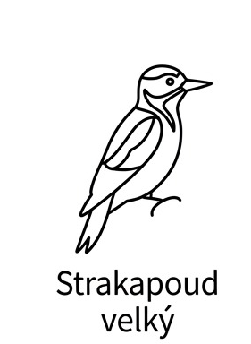 Strakapoud velký