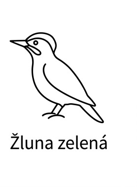 Žluna zelená